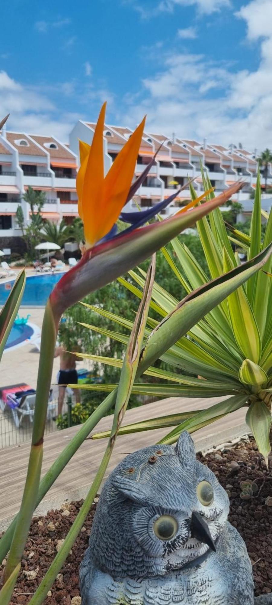 Parque Santiago I Stunning Brand New Apt 2 Bedroom Playa De Las Americas Buitenkant foto